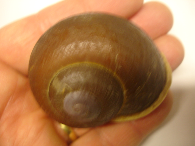Helicostyla chlorochroa ? Dsc05534