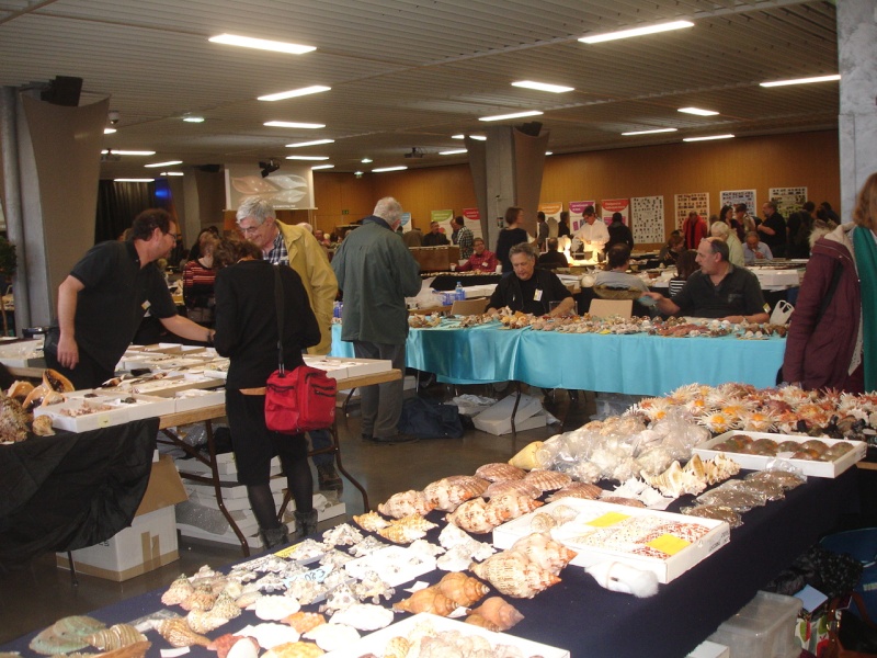 2016 Bourse internationale de Paris - Page 5 Dsc05633