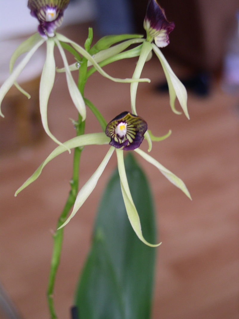 photos d'orchidées Cochle10