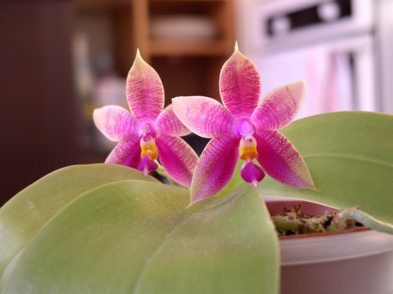 photos d'orchidées Prince10