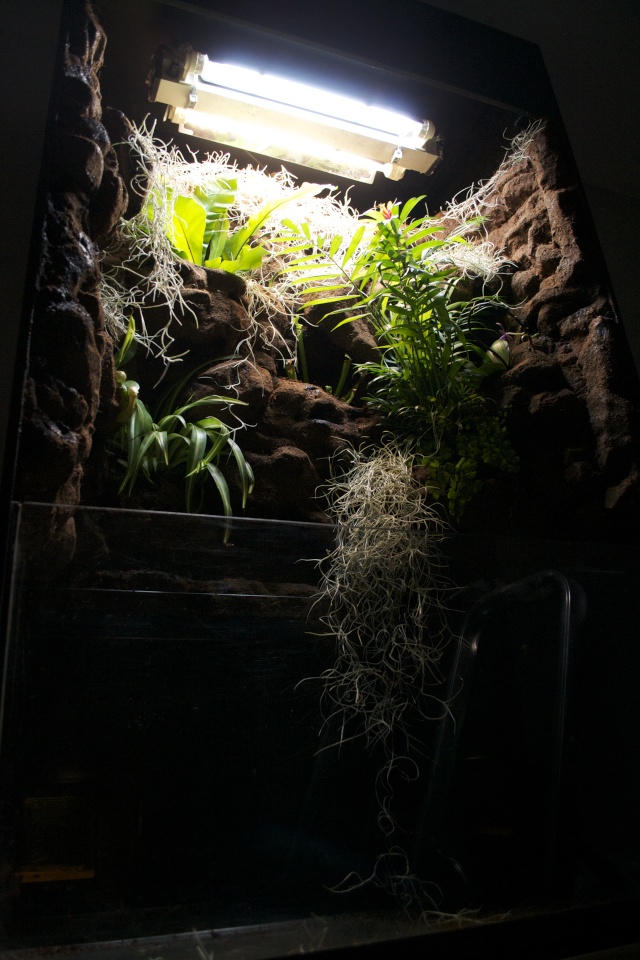 Paludarium amazonien Dsc_1214