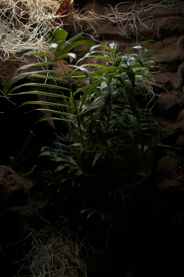Paludarium amazonien Dsc_1216