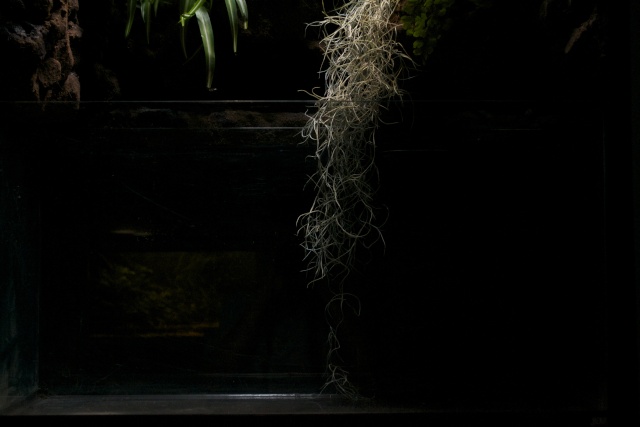 Paludarium amazonien Dsc_1222