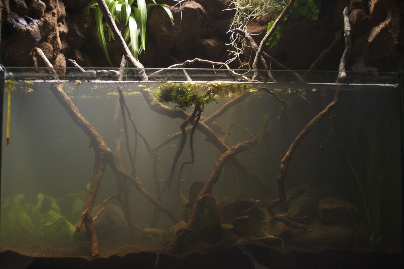 Paludarium amazonien Dsc_1344