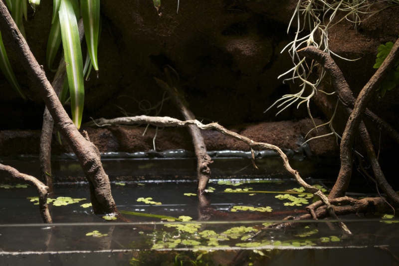 Paludarium amazonien Dsc_1350