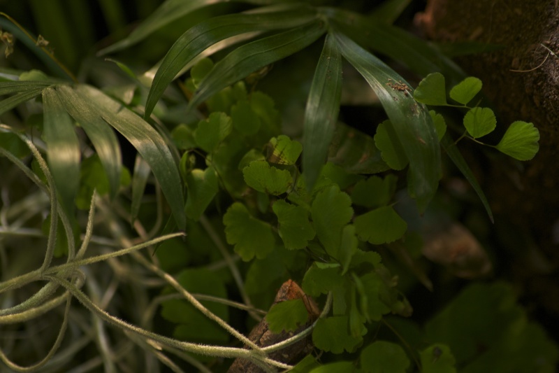 Paludarium amazonien Dsc_1357