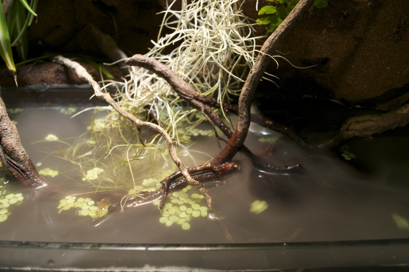 Paludarium amazonien Dsc_1361