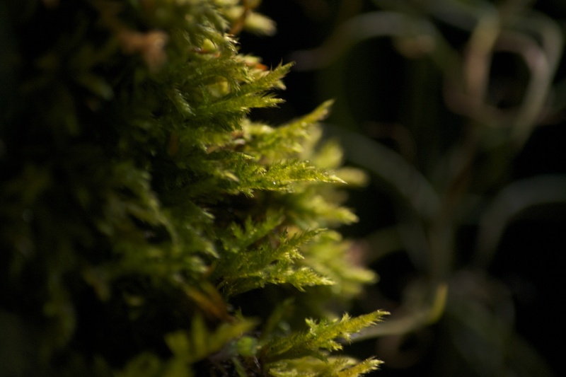 Paludarium amazonien Dsc_2024