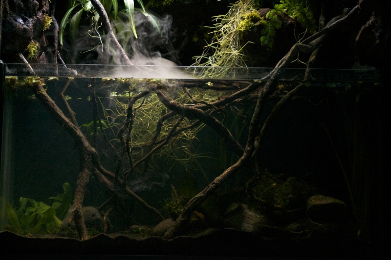 Paludarium amazonien Dsc_2029
