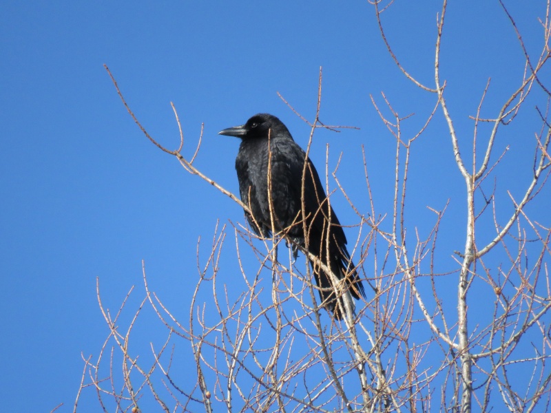 Corneille ou Grand corbeau? Image13
