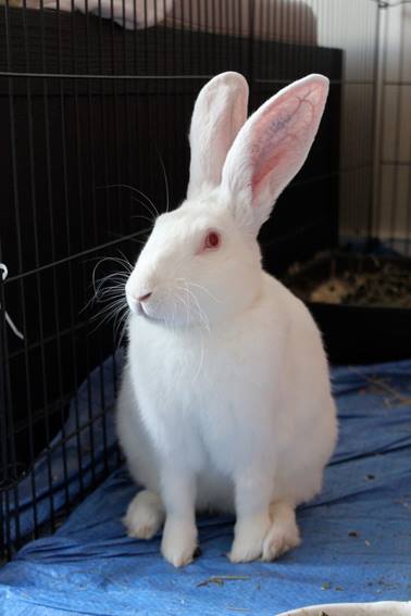 [ADOPTE] Baloo, jeune lapin de laboratoire à adopter 60343710