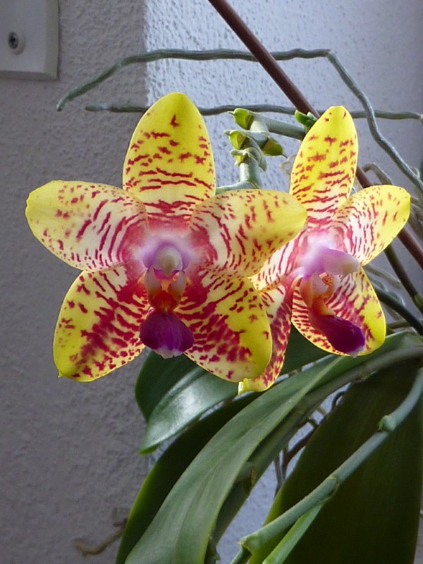 Orchideen 2015 - 2018 Teil 2 - Seite 25 Orchid10