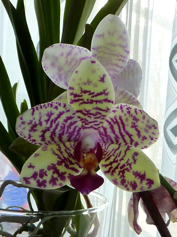 Orchideen 2015 - 2018 Teil 2 - Seite 23 Phalae11