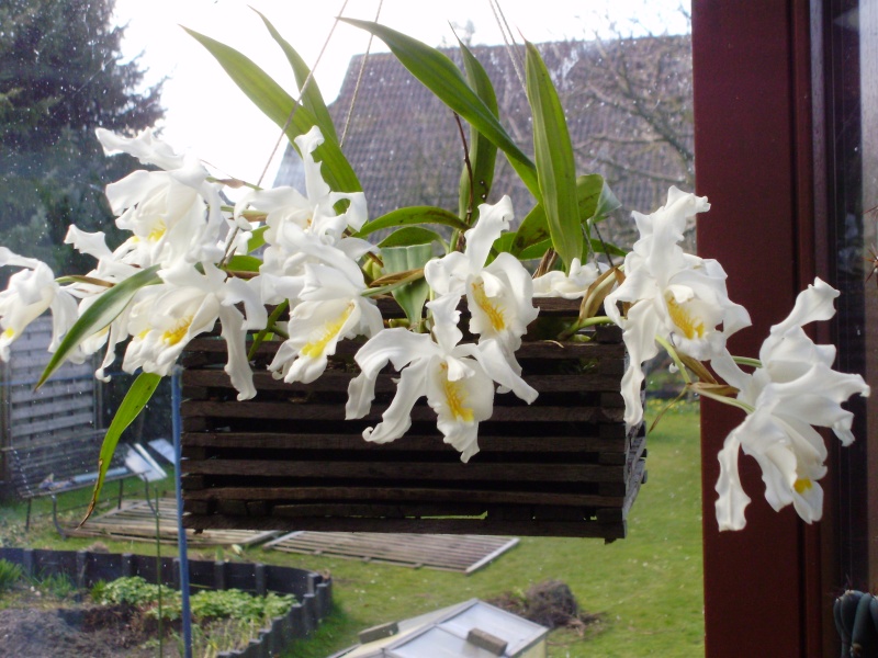 Orchideen 2015 - 2018 Teil 2 - Seite 24 P3030210