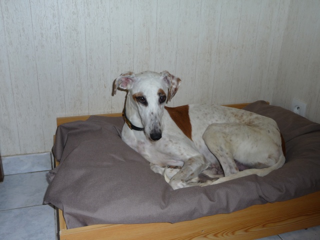 DELICIA galga blanche et bringée, 3 ans adoptée P1000810