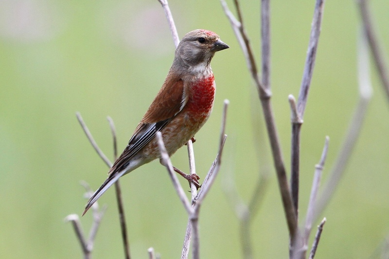 quelles plantes (bonnes pour les oiseaux) intensifient leurs couleurs ? Ob_ae713