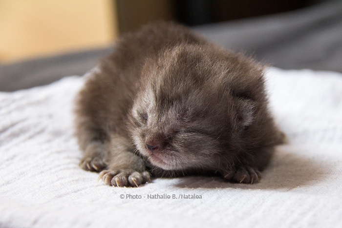 JUNA, notre petite British Shorthair "Black Smoke" Juna_112