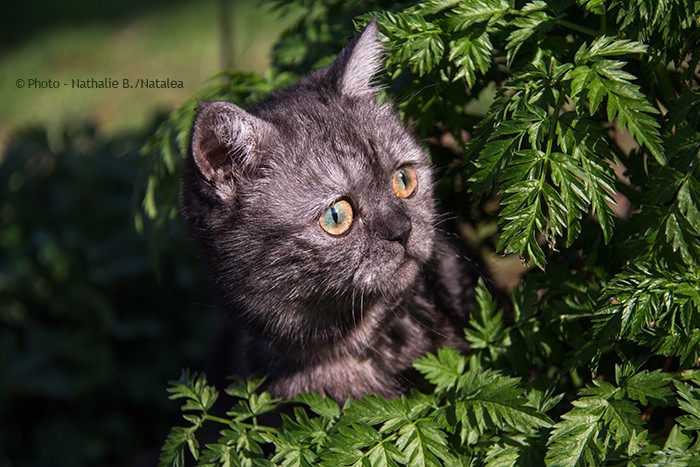 JUNA, notre petite British Shorthair "Black Smoke" Juna_116