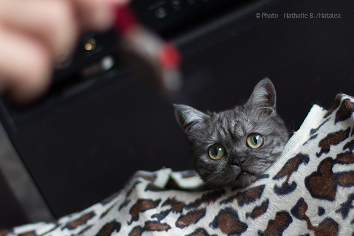 JUNA, notre petite British Shorthair "Black Smoke" Juna_119