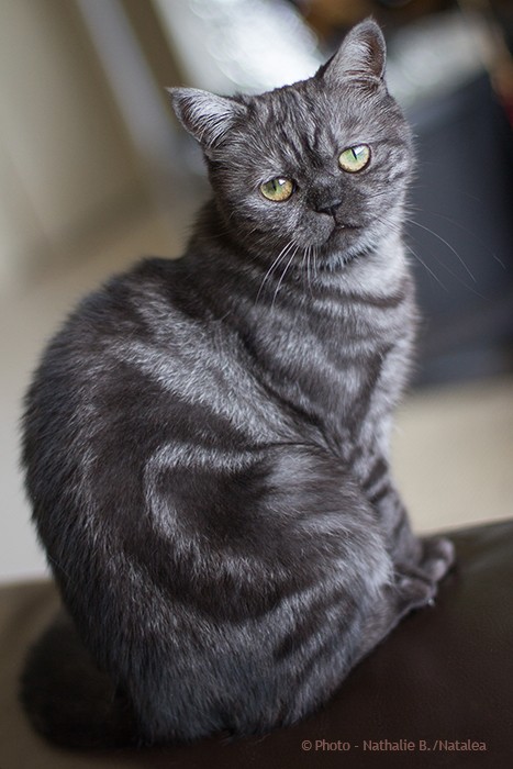 JUNA, notre petite British Shorthair "Black Smoke" Juna_122