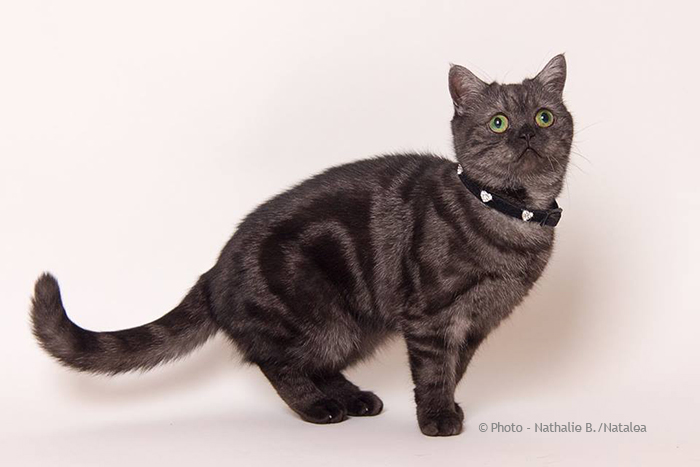 JUNA, notre petite British Shorthair "Black Smoke" Juna_123