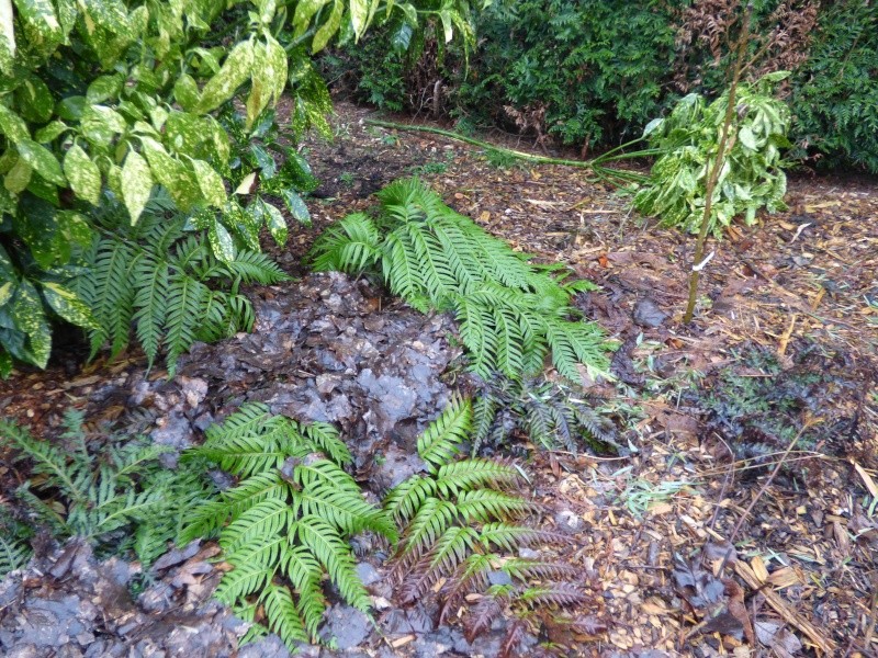 Woodwardia radicans et bulbilles P1000410