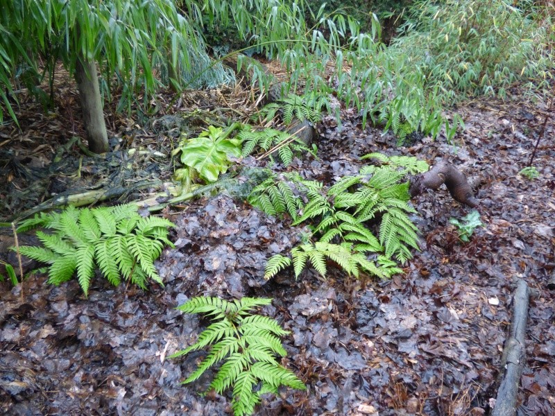 Woodwardia radicans et bulbilles P1000411