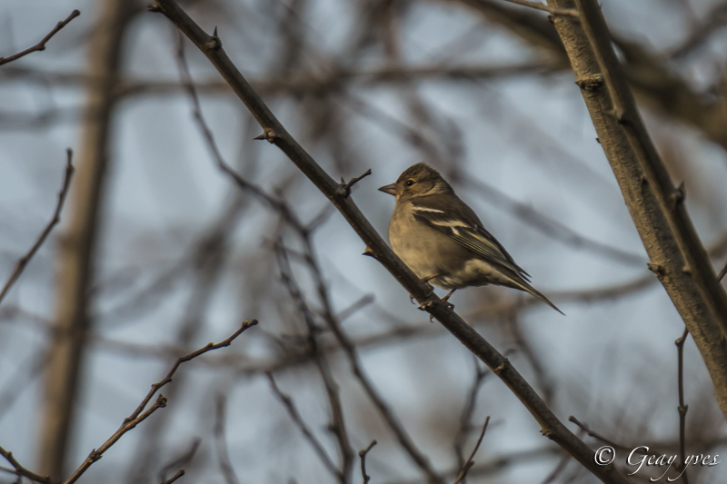 Sortie photos du 26 février. Pinson11