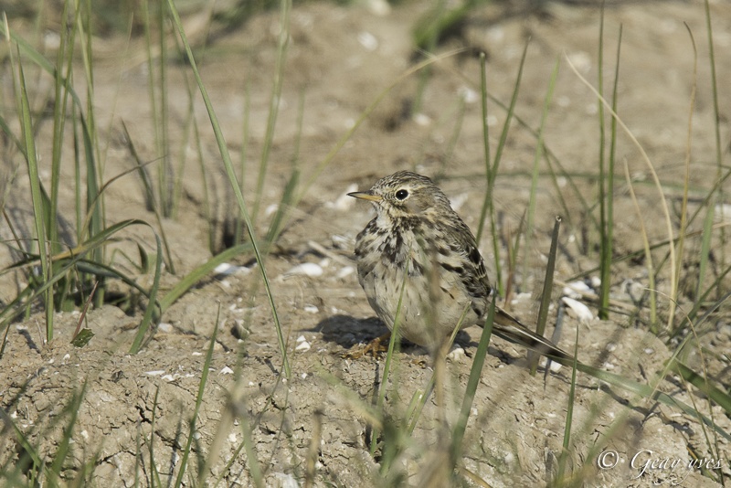 Photos du 15 mars Pipit_19