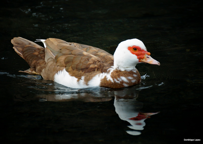 un canard non identifié C9011