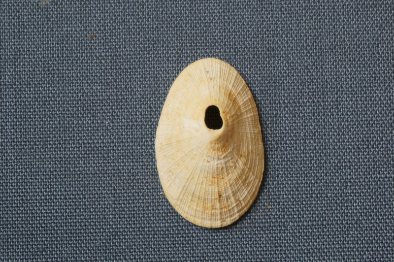 Fissurellidae - † Diodora labiata Lamarck, 1802 (GA 06-10) - Lutétien 01112