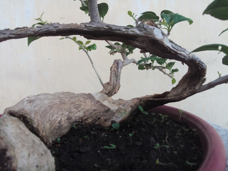 My Rescued bougainvillea #1 20160313