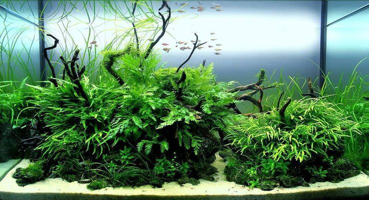 Lancement d'un bac 300l Aquascaping [Nowis06] - Page 4 7ff45510