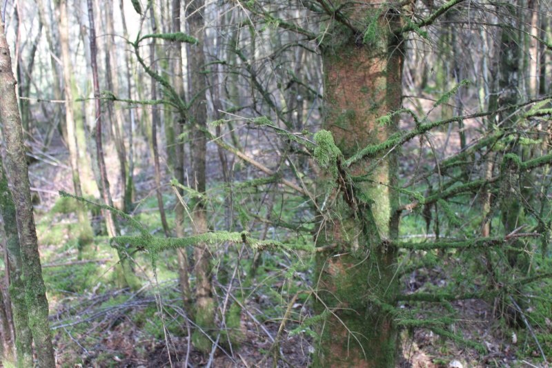Woodland - Page 2 Img_0116