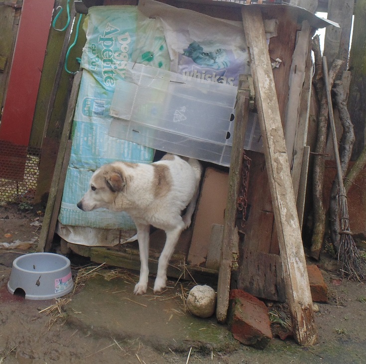 URGENCES CHIENS ET CHATS D ORASTIE - ROUMANIE Fiona110