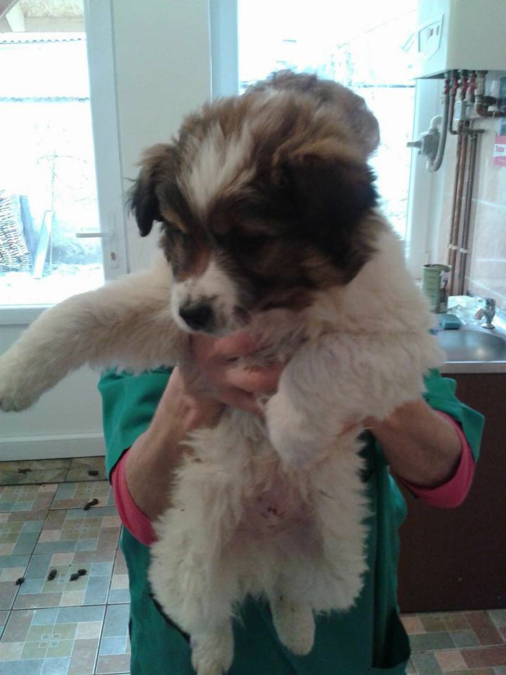 URGENCES CHIENS ET CHATS D ORASTIE - ROUMANIE Heaven14