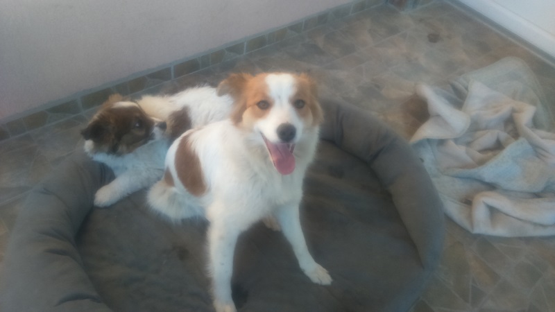 URGENCES CHIENS ET CHATS D ORASTIE - ROUMANIE Maman412