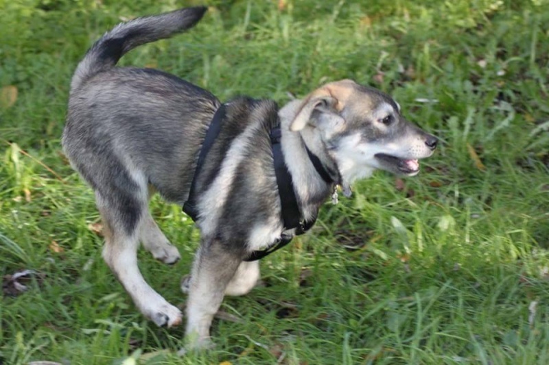 London, mon malicieux Husky croisé Labrador... 10647610