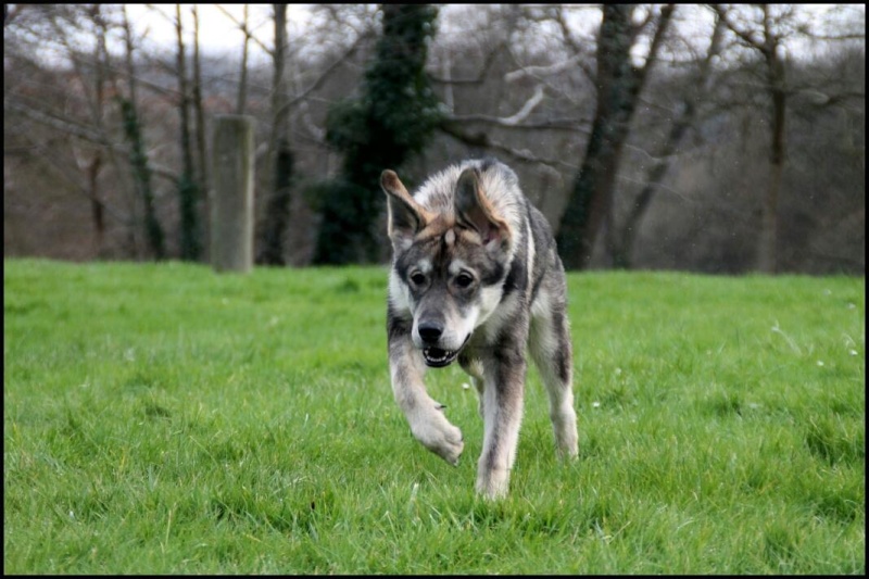 London, mon malicieux Husky croisé Labrador... Facebo10