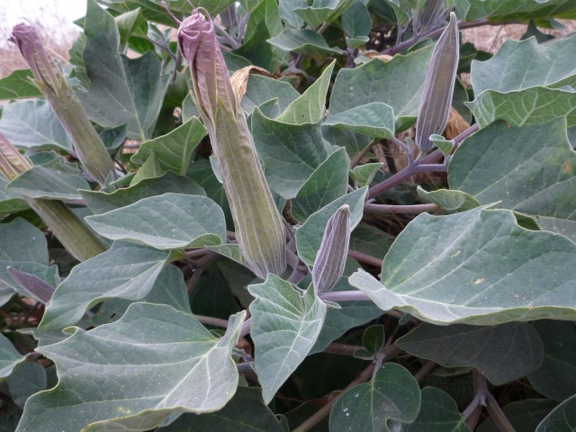 Datura wrightii Datura11