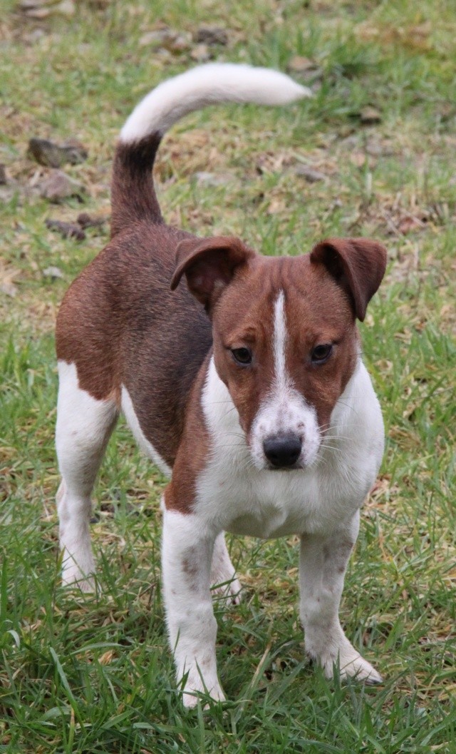 MICKEY, type jack russel 7 mois, m Img_0633