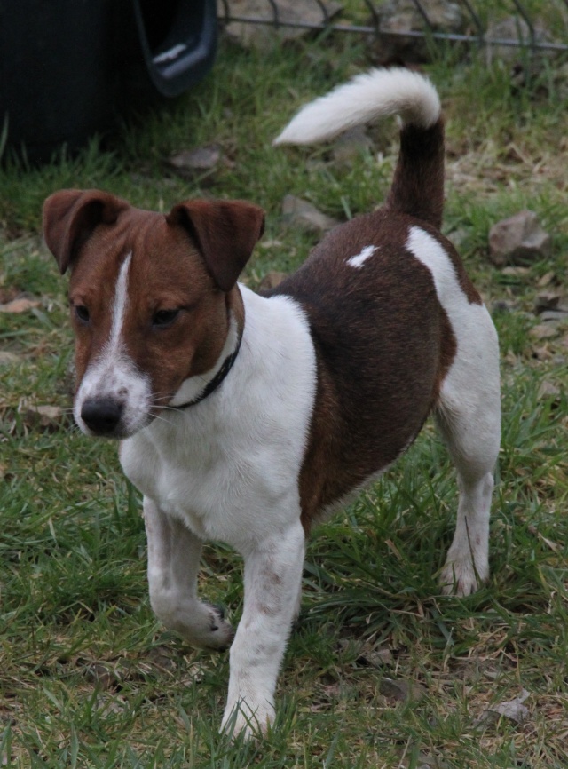 MICKEY, type jack russel 7 mois, m Img_0635