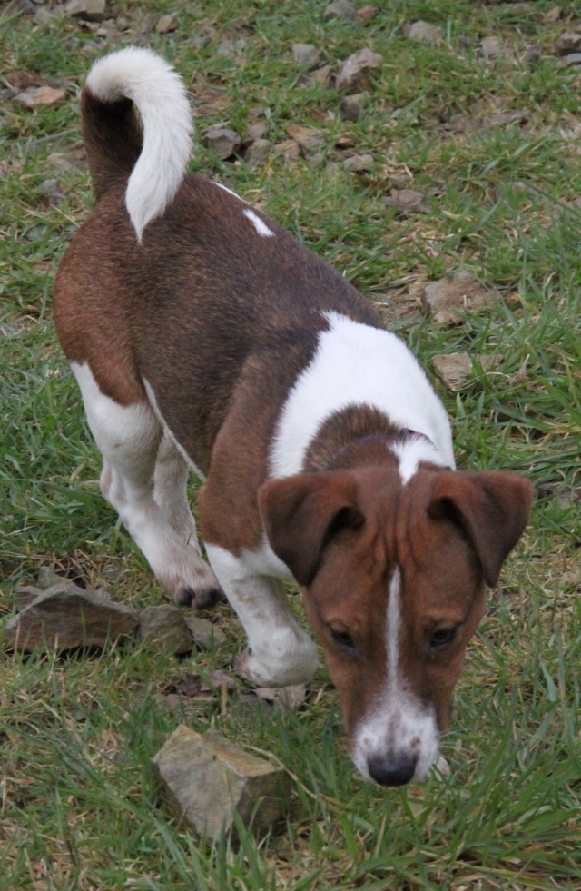 MICKEY, type jack russel 7 mois, m Img_0649