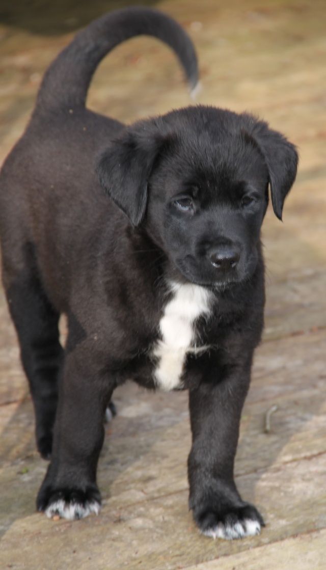 MIETTE, 2 mois, croisé labrador Saint Bernard - F Img_0717