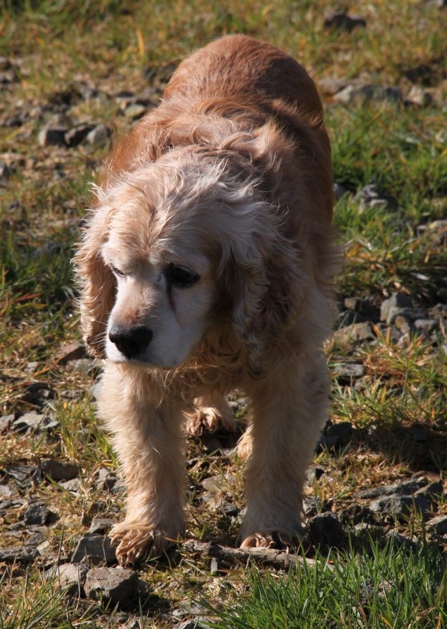 [Sauvetage] NEMO, type cocker américain, 12 ans 1/2 Img_0912