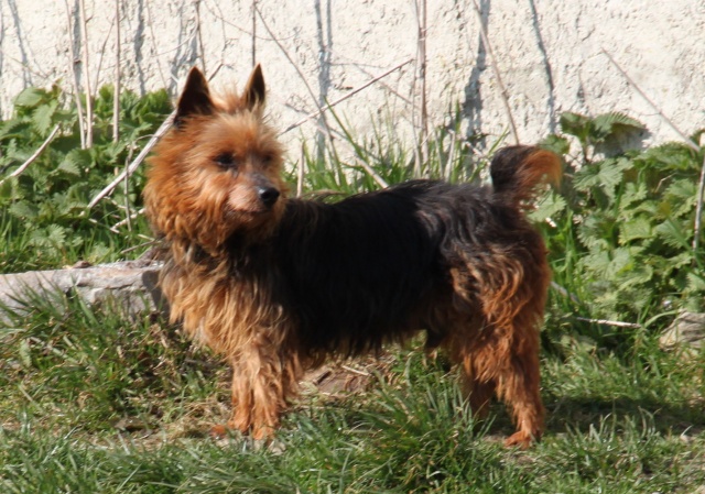 KUMBLE, type silky terrier 6 ans - M Img_0920