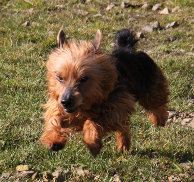 KUMBLE, type silky terrier 6 ans - M Img_0921