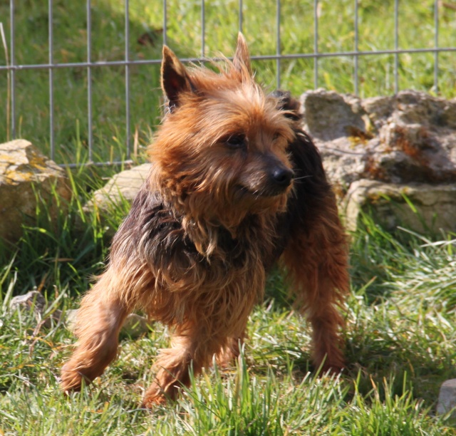 KUMBLE, type silky terrier 6 ans - M Img_0922
