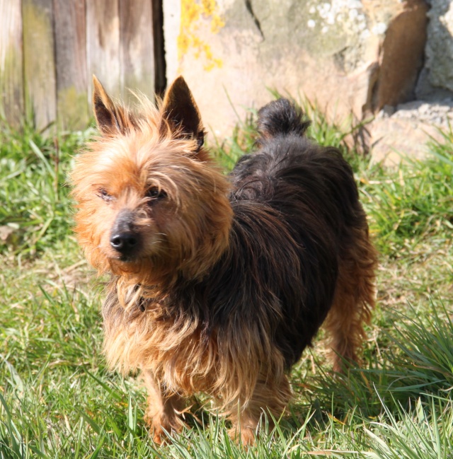 KUMBLE, type silky terrier 6 ans - M Img_0923