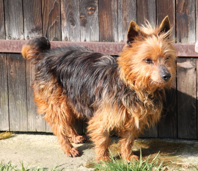 KUMBLE, type silky terrier 6 ans - M Img_0924